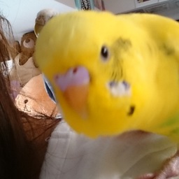 いん子