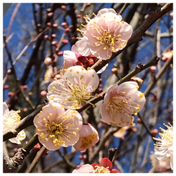 plumblossoms