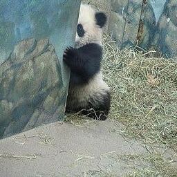 よっしぃ