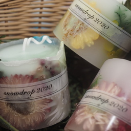 snowdrop20