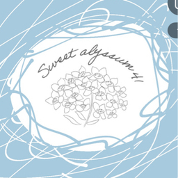 Sweet alyssum 41