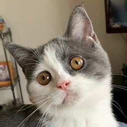 shakai