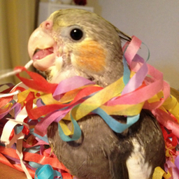 piyomatsuri