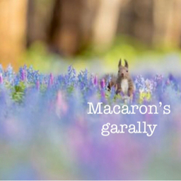 macaron