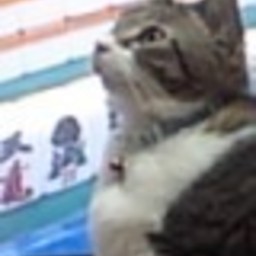 ハナコマル