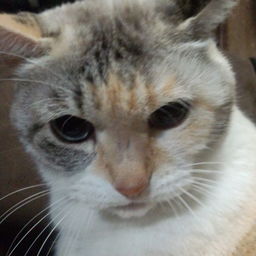 nyanpiece