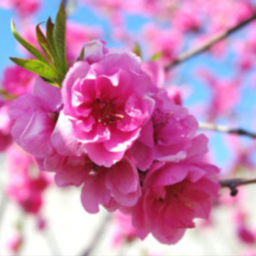 harunachi