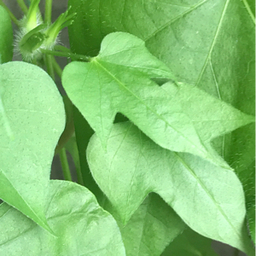 green11