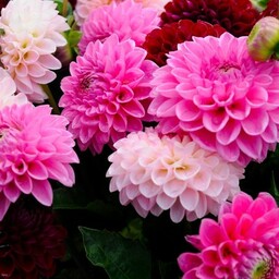 undahlia