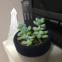 さくら