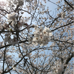 はなさん