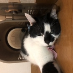 猫さん