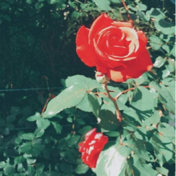 bluerosetea