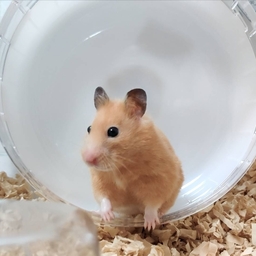 三上さくら