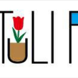 tulip