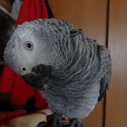 majyonekojij