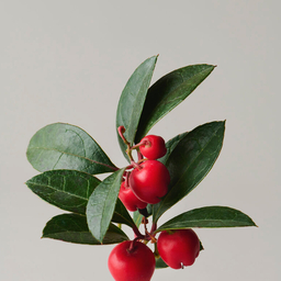 Checkerberry kobe 