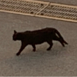ネコ