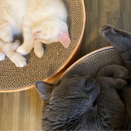 2cat-love