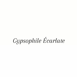 Gypsophile Écarlate