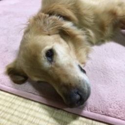 litsuko