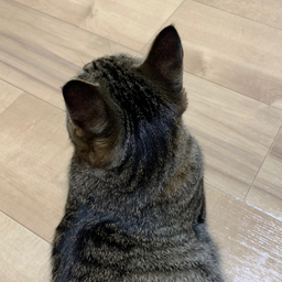 tsubuhouse