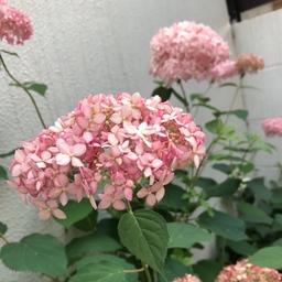 ひじり