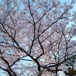 小梅