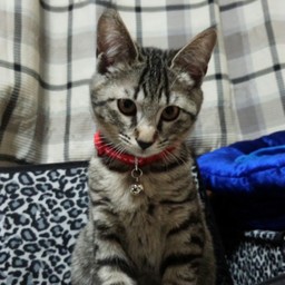 anmi-i