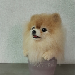 あやめ