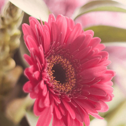 Gerbera    Rich