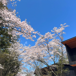 ぽむ