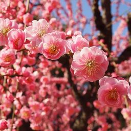 ちひろ
