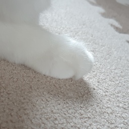きつね〜手染め〜