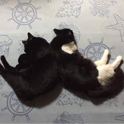 sumisumiyo