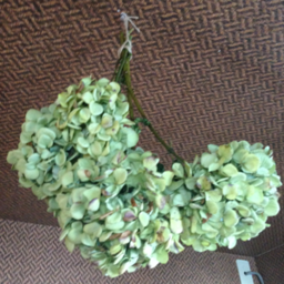 skybeans 