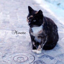 Minette ミネット