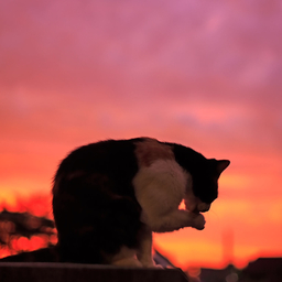 Le Chat Rouge