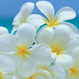 Plumeria⁂