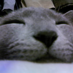 ねこりん