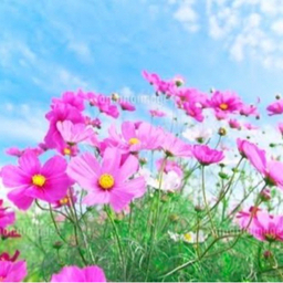flower122525