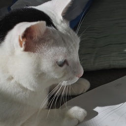 きなこ