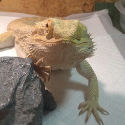 ぼんちゃん屋