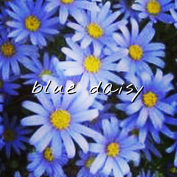 blue daisy