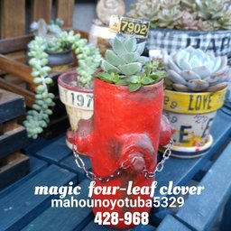 magicfour-leafclover