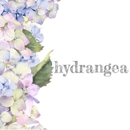hydrangea