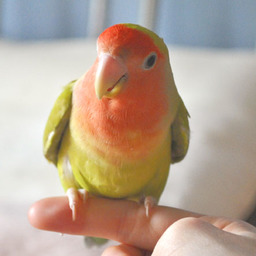 うちのインコ