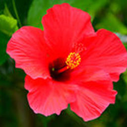 あかばなー🌺