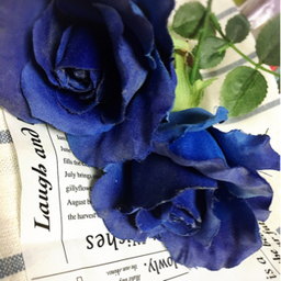 BlueRosenext
