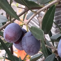 Flower olive 